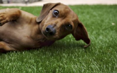 Pros & Cons Of Artificial Grass For Dogs