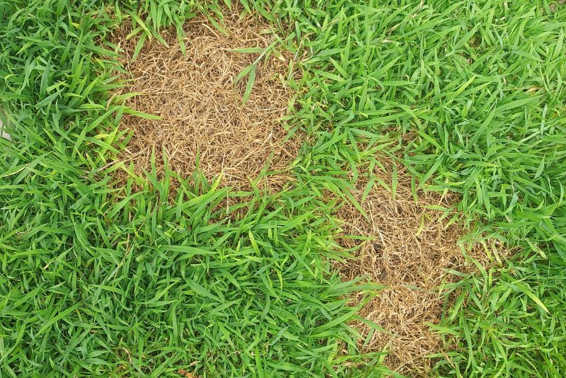 Say Goodbye to Dog Pee Brown Spots with Artificial Grass